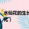 水仙花的生長變化情況（水仙花生長過程的變化）