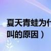 夏天青蛙為什么會呱呱的叫（夏天青蛙呱呱的叫的原因）