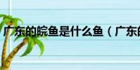 廣東的皖魚是什么魚(廣東的皖魚簡單介紹)