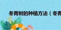冬青樹的種植方法(冬青樹如何種植)