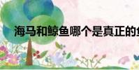 海馬和鯨魚哪個是真正的魚(你知道嗎)