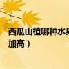 西瓜山楂哪種水果含糖量更高（西瓜山楂哪種水果含糖量更加高）
