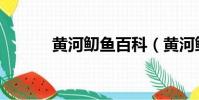 黃河鱽魚百科(黃河鱽魚介紹)