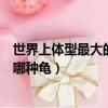 世界上體型最大的烏龜是什么龜（世界上體型最大的烏龜是哪種龜）