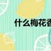 什么梅花香自苦寒來（是怎么解釋的）