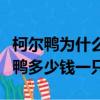 柯爾鴨為什么那么貴柯爾鴨多少錢一只（柯爾鴨多少錢一只）