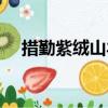 措勤紫絨山羊（關于措勤紫絨山羊簡介）