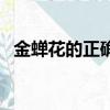 金蟬花的正確食用方法（金蟬花如何食用）