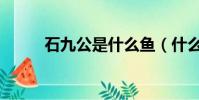 石九公是什么魚(什么是石九公)