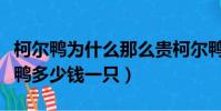 柯爾鴨為什么那么貴柯爾鴨多少錢一只(柯爾鴨多少錢一只)