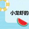 小龍蝦的養殖方法（小龍蝦怎么養）
