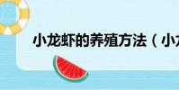 小龍蝦的養殖方法(小龍蝦怎么養)