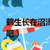 鶴生長在沼澤地還是湖泊（鶴生長在沼澤地對吧）
