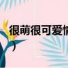 很萌很可愛情侶的網名（比較可愛的情侶網名）