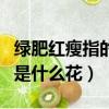 綠肥紅瘦指的是什么花（李清照綠肥紅瘦指的是什么花）