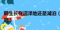 鶴生長在沼澤地還是湖泊(鶴生長在沼澤地對吧)