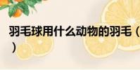 羽毛球用什么動物的羽毛(制作羽毛球的材料)