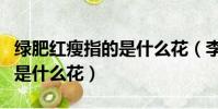 綠肥紅瘦指的是什么花(李清照綠肥紅瘦指的是什么花)