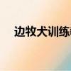 邊牧犬訓練教程合集（邊牧犬怎樣訓練）