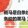 斑馬是白條紋的黑馬還是黑條紋的白馬（是白條紋的黑馬）