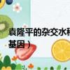 袁隆平的雜交水稻是轉基因嗎（袁隆平的雜交水稻是不是轉基因）