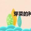 芽菜的種植方法（芽菜怎么種植）