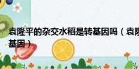 袁隆平的雜交水稻是轉基因嗎(袁隆平的雜交水稻是不是轉基因)