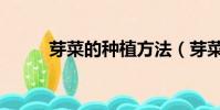 芽菜的種植方法(芽菜怎么種植)