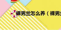 裸男蘭怎么養(裸男蘭如何養)