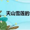 天山雪蓮的食用方法（天山雪蓮怎么吃）