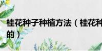 桂花種子種植方法(桂花種子種植方法是怎樣的)