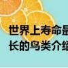 世界上壽命最長的鳥類是什么（世界上壽命最長的鳥類介紹）