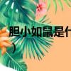 膽小如鼠是什么意思（詞語膽小如鼠什么意思）