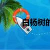白楊樹的精神是什么（你知道嗎）