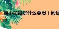 膽小如鼠是什么意思(詞語膽小如鼠什么意思)