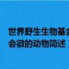 世界野生生物基金會會徽是哪種動物（世界野生生物基金會會徽的動物簡述）