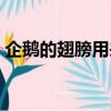 企鵝的翅膀用來做什么的（企鵝翅膀的作用）