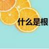 什么是根目錄（根目錄是什么意思）