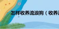 怎樣收養流浪狗(收養流浪狗方法)