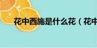 花中西施是什么花(花中西施的簡介)