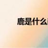 鹿是什么部首（鹿具體是什么部首）