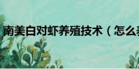南美白對蝦養殖技術(怎么養殖南美白對蝦)
