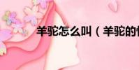 羊駝怎么叫(羊駝的性情如何)