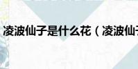 凌波仙子是什么花(凌波仙子指的是哪種花)