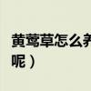 黃鶯草怎么養長的好（黃鶯草如何養殖長得好呢）
