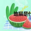 地貓是什么（地貓的定義是什么）