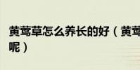 黃鶯草怎么養長的好(黃鶯草如何養殖長得好呢)