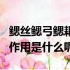 鰓絲鰓弓鰓耙的作用是什么（鰓絲鰓弓鰓耙的作用是什么呢）