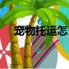 寵物托運怎么辦理（寵物托運辦理方式）