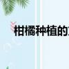 柑橘種植的方法（柑橘種植的方法步驟）